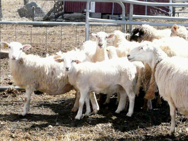 Lambing is in full swing at the farm