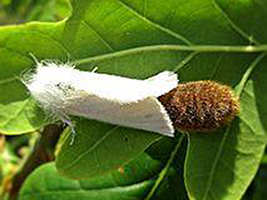 Scouting for Brown Tail Moth Egg Sacks