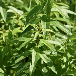 Aloysia citrodora Lemon Verbena