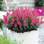 Upright Pink