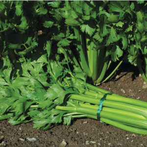 Apium graveolens Tango Celery