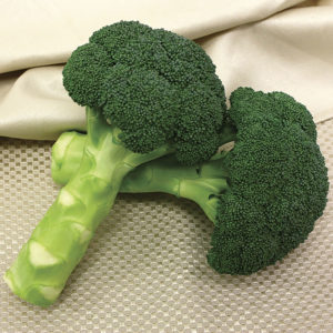 Brassica oleracea Green Magic Broccoli