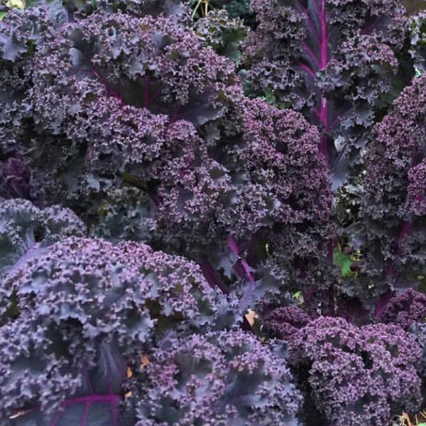 Brassica oleracea Scarlet Kale