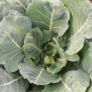 Brassica oleracea Tiger Collards Greens