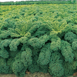 Brassica oleracea Winterbor Kale