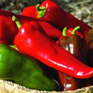 Capsicum annuum Carmen Pepper