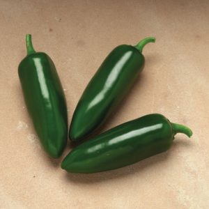 Capsicum annuum Early Jalapeno Hot Pepper Seeds