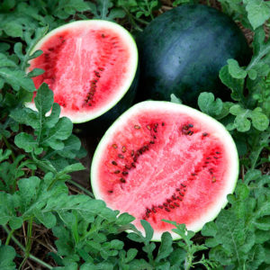 Citrullus lanatus Sugar Baby Watermelon