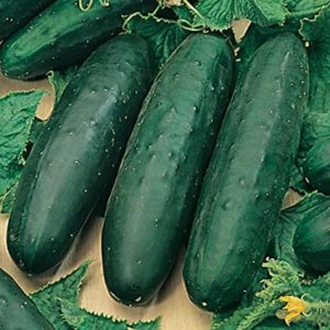 Cucumis sativus Marketmore 76 Cucumber Seeds