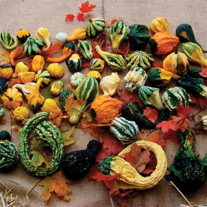 Cucurbita maxima Autumn Wings Blend Gourds