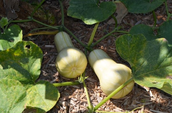 Cucurbita moschata Waltham Butternut Winter Squash Seeds