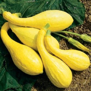 Cucurbita pepo Multipik Yellow Summer Squash