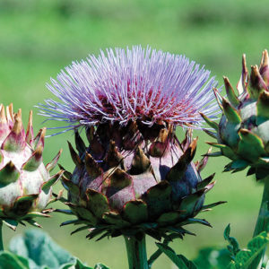 Cynara cardunulus Porto Spineless Cardoon