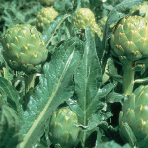 Cynara scolymus Imperial Star Artichoke