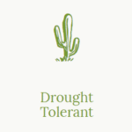 Drought Tolerant