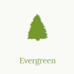 Evergreen