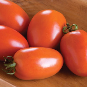 Solanum lycopersicum Amish Paste Tomato