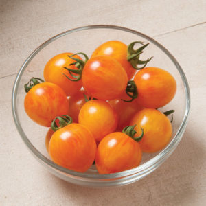 Solanum lycopersicum Artisan Sunrise Bumblebee Cherry Tomato