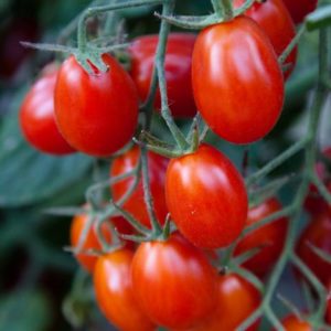 Solanum lycopersicum Red Grape Tomato