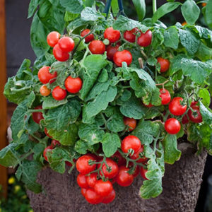 Solanum lycopersicum Red Robin Cherry Tomato