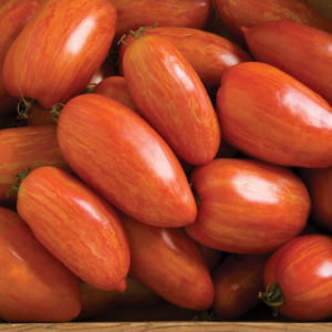 Solanum lycopersicum Speckled Roman Paste Tomato