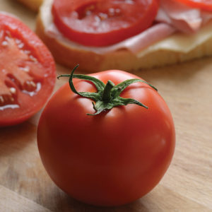 Solanum lycopersicum Stellar Tomato