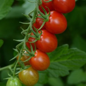 Solanum lycopersicum Sugar Rush Grape Tomato