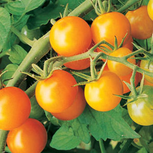 Solanum lycopersicum Sun Gold Cherry Tomato