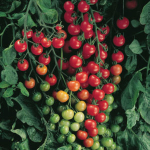 Solanum lycopersicum Supersweet 100 Cherry Tomato
