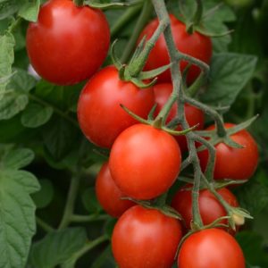 Solanum lycopersicum Tidy Treats Patio Tomato