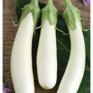 Solanum melongena Gretel F1 Eggplant