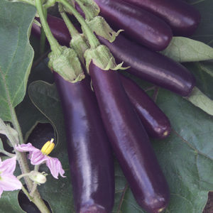 Solanum melongena Hansel F1 Eggplant