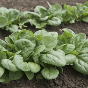 Spinacia oleracea Seaside Spinach