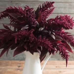 Amaranthus cruentus Red Spike