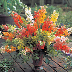 Antirrhinum majus Chantilly Snapdragon