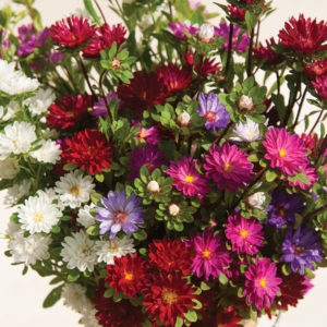 Aster callistephus chinensis Serenade Mix