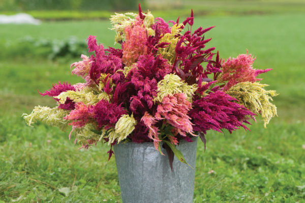 Celosia plumosa Pampas Plume