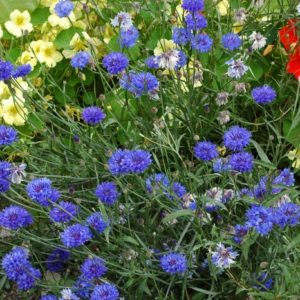 Centaurea cyanus Boy Blue Bachelors Buttons