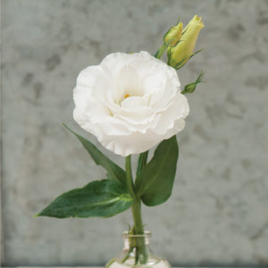Lisianthus mariachi Pure White