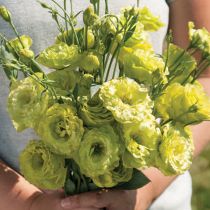 Lisianthus Roseanne Green