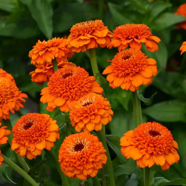 Zinnia Zinderella Orange