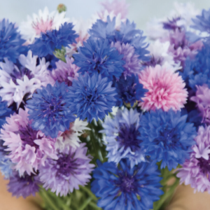 Centaurea cyanus Jazzy Mix