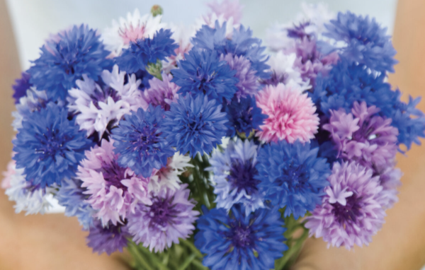 Centaurea cyanus Jazzy Mix