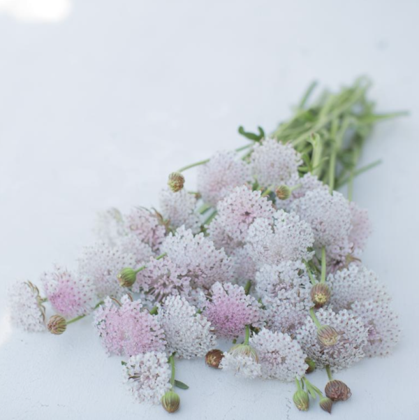 Trachymene coerulea Laceflower Lacy Pink