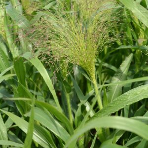 Panicum elegans Grasses Frosted Explosion