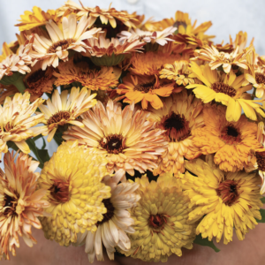 Calendula officinalis Flashback Mix
