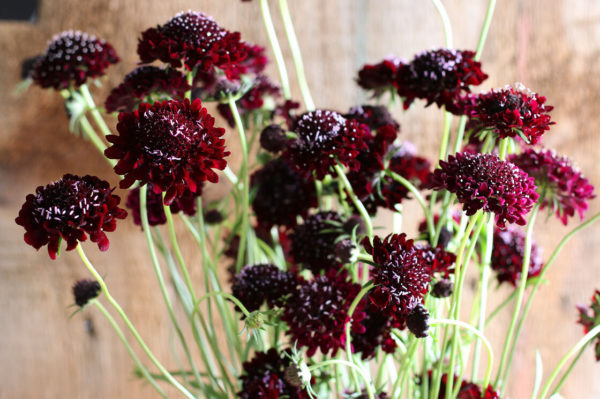 Scabiosa atropurpurea Black Knight