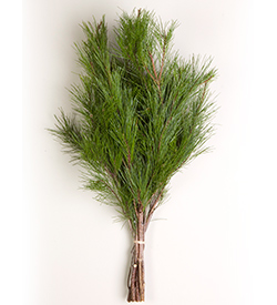 Short Needled Pine