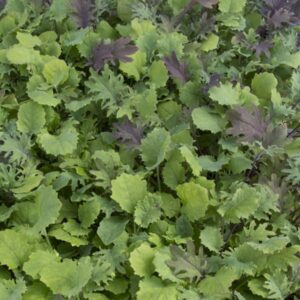 Ironman Kale Mix Salad Mix Seeds