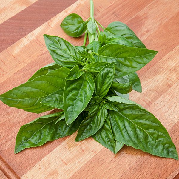 Ocimum basilicum Italian Large Leaf Basil Herb Seeds